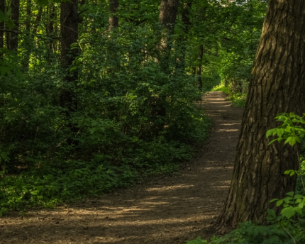 Research shows links between good health and access to nature.